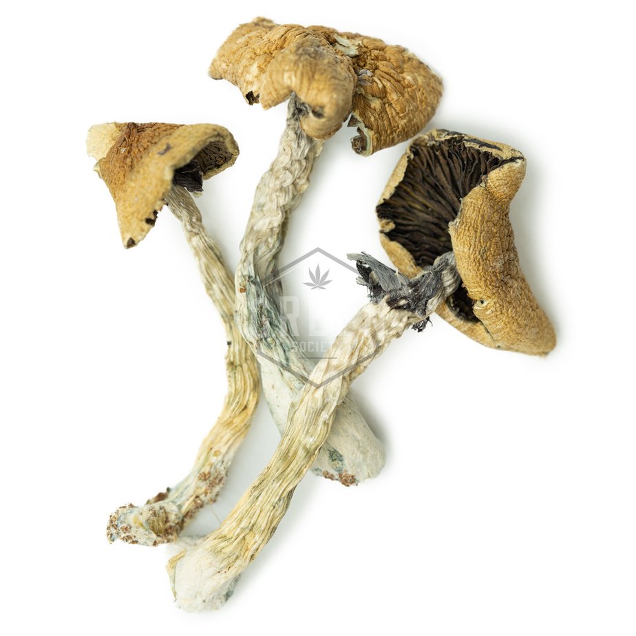 Brazilian-Cubensis-Mushrooms.jpg