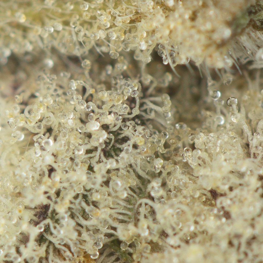 Forum-Cut-Girl-Scout-Cookies-Macro.jpg